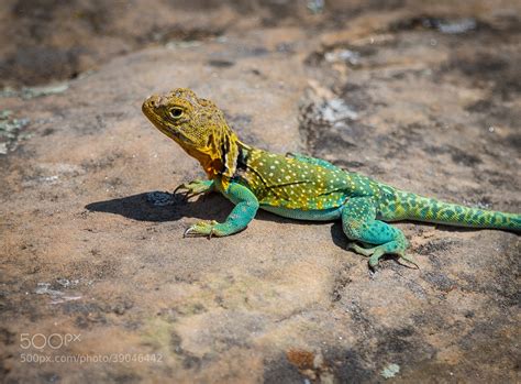 Photograph Oklahomas State Reptile The Collared Lizard By Doug Kliewer