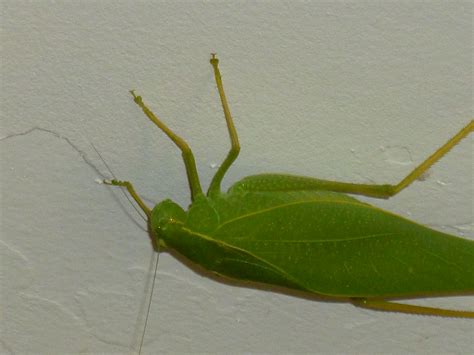 Katydid Green Bug Tjs Garden