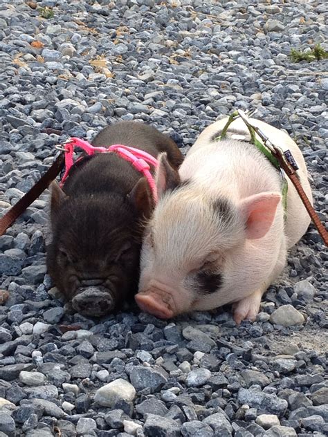 Penelope our family mini pig with her brother . | Pet pigs, Cute baby pigs, Baby pigs