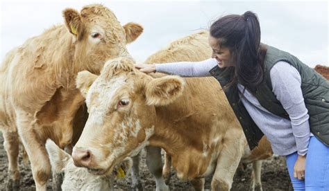 Fascinating Ways And Reasons Cows Communicate Farmhouse Guide