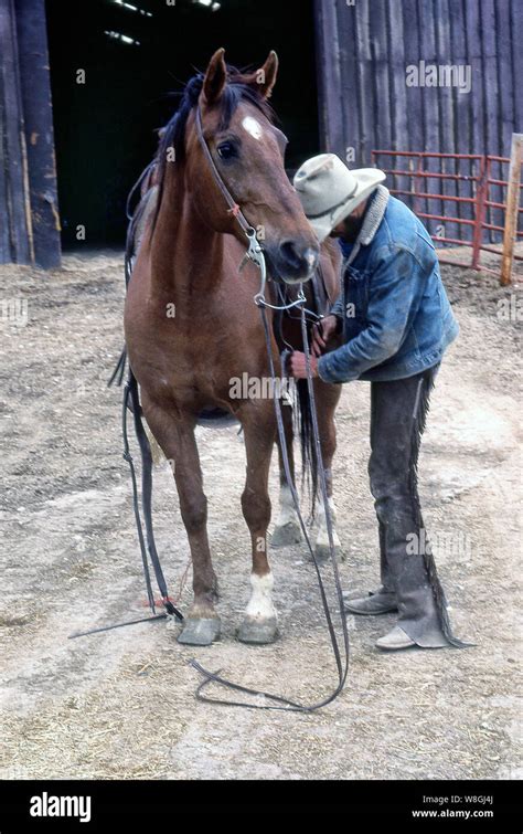 Real Texas and Wyoming working cowboys Stock Photo - Alamy