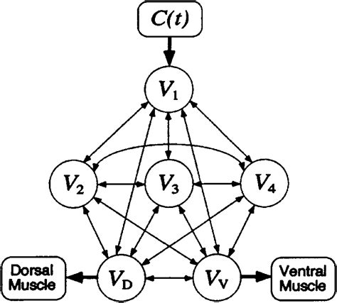 Neural Network Model Of The Chemotaxis Control Circuit Of C Elegans