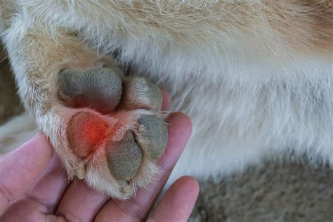 How To Treat Burned Dog Paws Symptoms Prevention And Guide Hepper