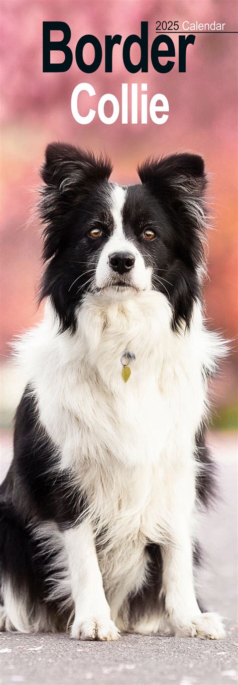 Calendrier Border Collie Slimline Acheter Commander En Ligne