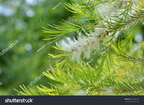 6,619 Melaleuca Tree Images, Stock Photos & Vectors | Shutterstock