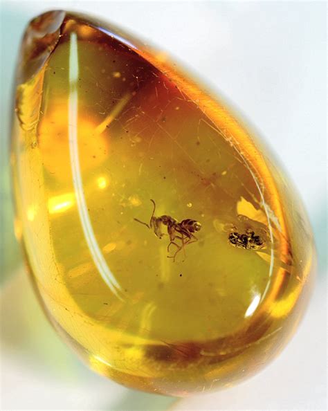 Insects in amber