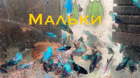 Огляд мальків півників - YouTube