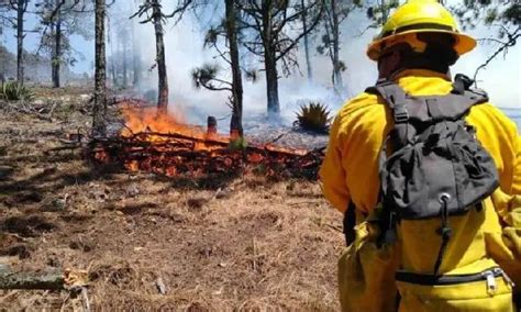 Incendios Forestales Han Afectado M S De Mil Hect Reas En Sierra De