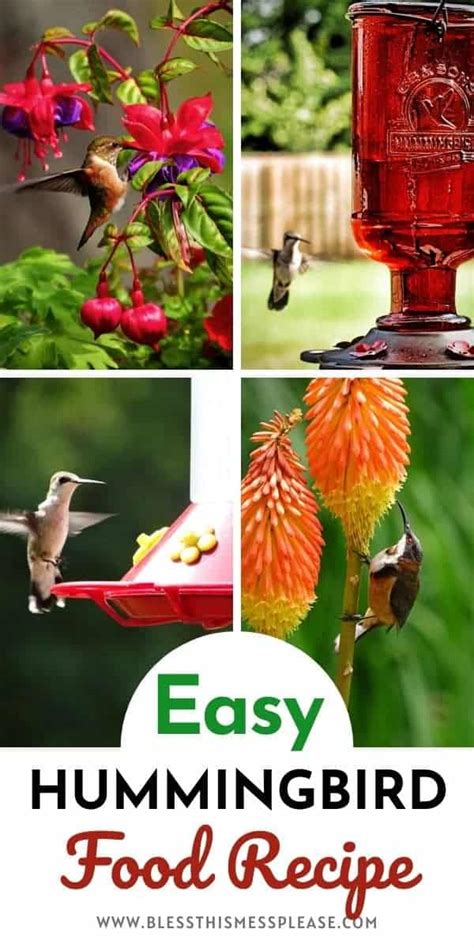 The Best Homemade Hummingbird Food Recipe Bless This Mess