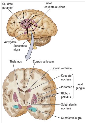 11 3 Basal Ganglia Cerebellum And Movement Flashcards Quizlet