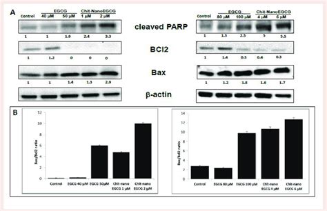 Comparative Effects Of Nonencapsulated Egcg And Chit Nanoegcg Treatment