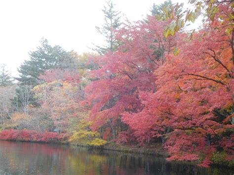 紅葉の 軽井沢 雲場池 さざびー