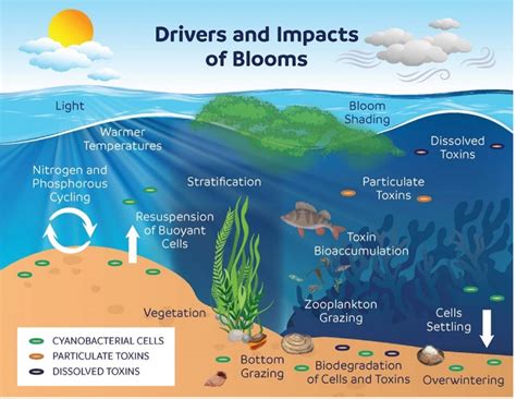 Harmful Algal Blooms Research And Monitoring Efforts Ncwa