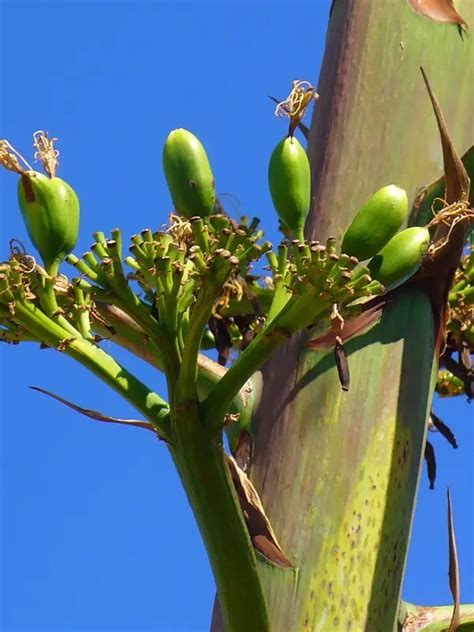 Fleurs D Agave Mortelles Pour La Plante Cactus Encyclo