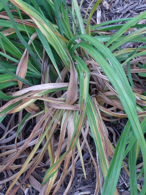 What S Wrong With My Plant Garden University Of Minnesota Extension