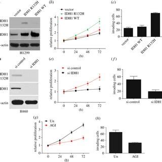 Idh Mutation Promotes Hg Production In Nsclc Cells A Hg Levels