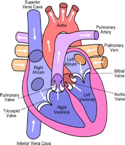 Circulatory System Of A Mammal Flashcards Quizlet