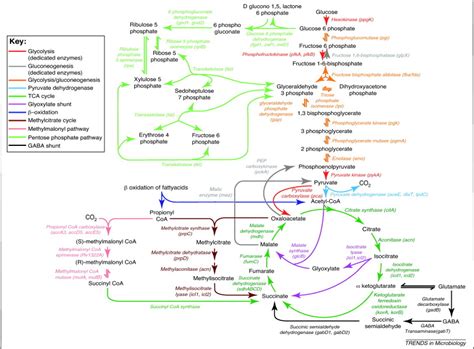 Central Carbon Metabolism In Mycobacterium Tuberculosis An Unexpected