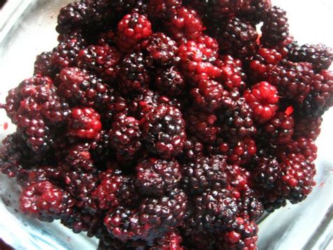 15 Youll Find Out First Hand What Marion Berries Are Marionberry