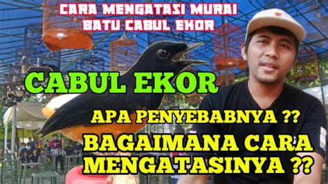 CARA MENGATASI MURAI BATU CABUT BULU EKOR YouTube