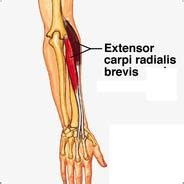 Extensor Carpi Radialis Brevis Muscle Definition Location Function