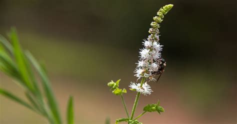 Black Cohosh Better Than Prozac for Menopause