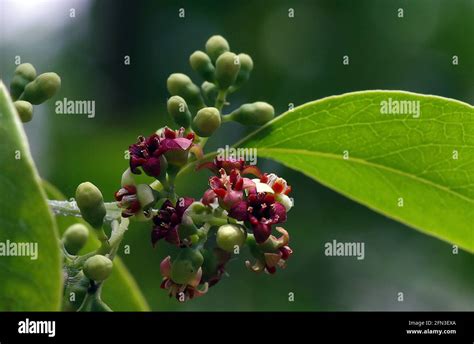 Indian Sandalwood Flowers Santalum Album One Of The Most Expensive