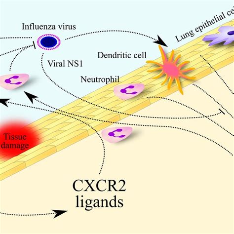 Significance Of Cxcr Ligands In Influenza The Influenza Virus