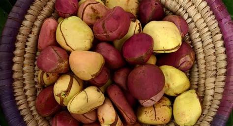 The Importance Of Kola Nut In Igbo Land Thav Media