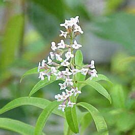 Verveine Citronnelle Aloysia Triphylla Conseils De Culture Et D