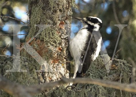 Hairy Woodpecker - Etsy