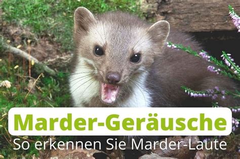 Welche Ger Usche Macht Der Waschb R Nachts Gartenlexikon De