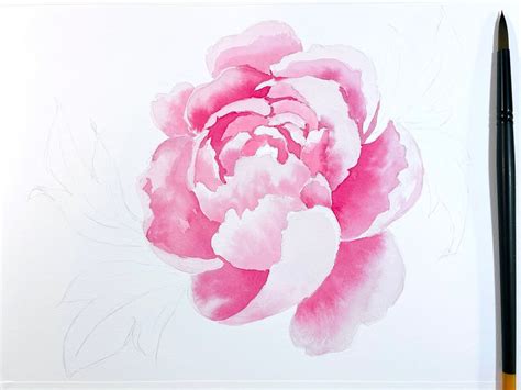 6 Steps To Painting A Realistic Peony In Watercolour Etchr Studio