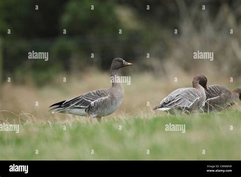 Taiga Bean Goose Anser Fabalis Shetland Scotland Uk Stock Photo Alamy