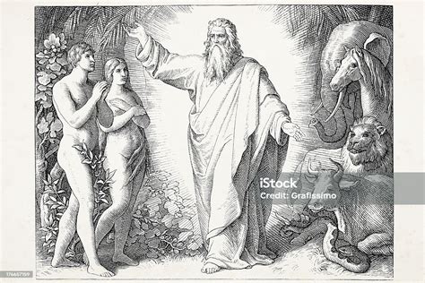 God Creation Adam And Eve At Day 6 Stock Illustration - Download Image Now - Eve - Biblical ...