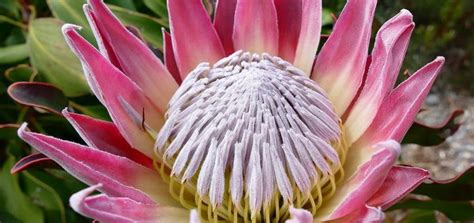 Proteaceae Archives - Dear Plants