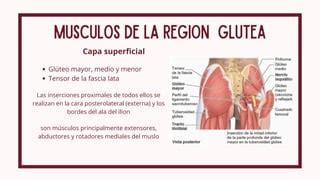 Gluteo Y Musculos Posteriores Del Muslo Pdf