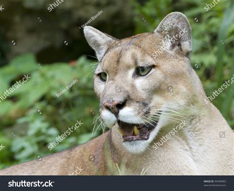 Florida Panthers: Over 605 Royalty-Free Licensable Stock Photos ...