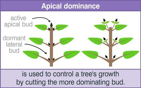 Apical Dominance