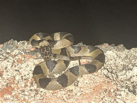 Southwestern Cat Eyed Snake From Calle Marlin Yelapa Jal Mx On