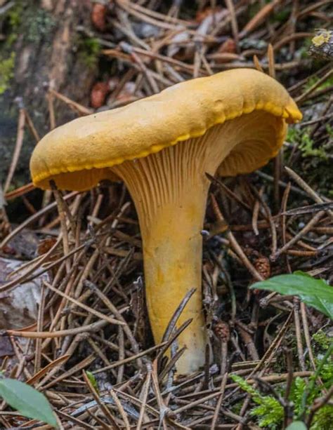 The Best Tasting Mushrooms According To Professional Chefs Forager