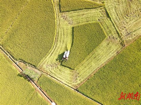 坚决扛稳国家粮食安全重任——三湘粮仓更充盈 经济要闻 新湖南