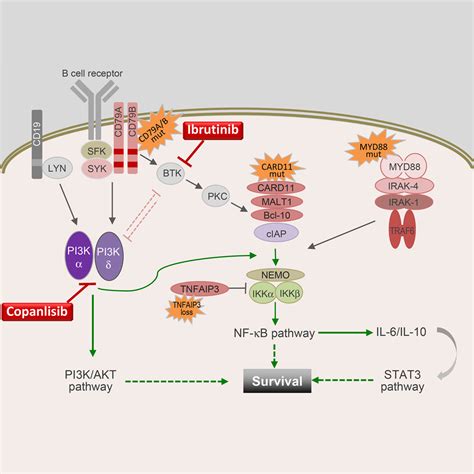 Simultaneous Inhibition of PI3Kδ and PI3Kα Induces ABC DLBCL Regression