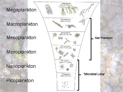 Phytoplankton Pelagic Environment Is The Largest Marine Ecosystem