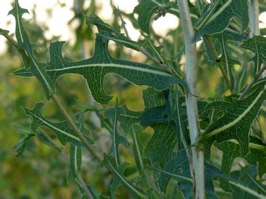 Prickly Lettuce: Pictures, Flowers, Leaves & Identification | Lactuca serriola