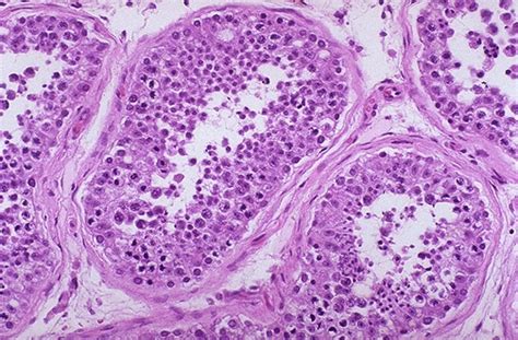 Normal Testis Histology