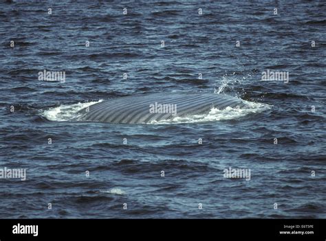 Ballena Azul Balaenoptera Musculus Fotografías E Imágenes De Alta Resolución Alamy