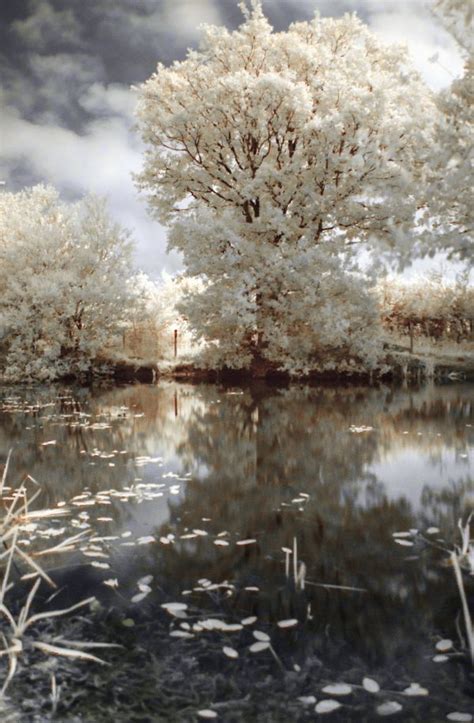 Free Images Tree Nature Branch Snow Winter Cloud Plant Sky