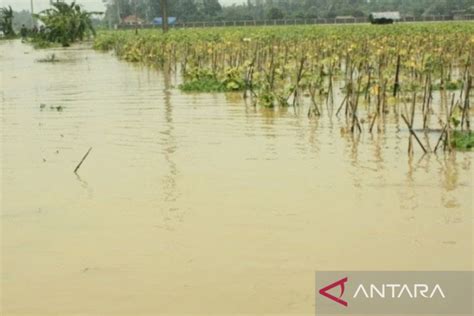 Ribuan Hektare Areal Sawah Di Karawang Terendam Banjir Antara News