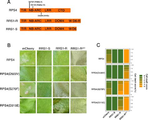 Figure From Autoactive Arabidopsis Rps Alleles Require Partner